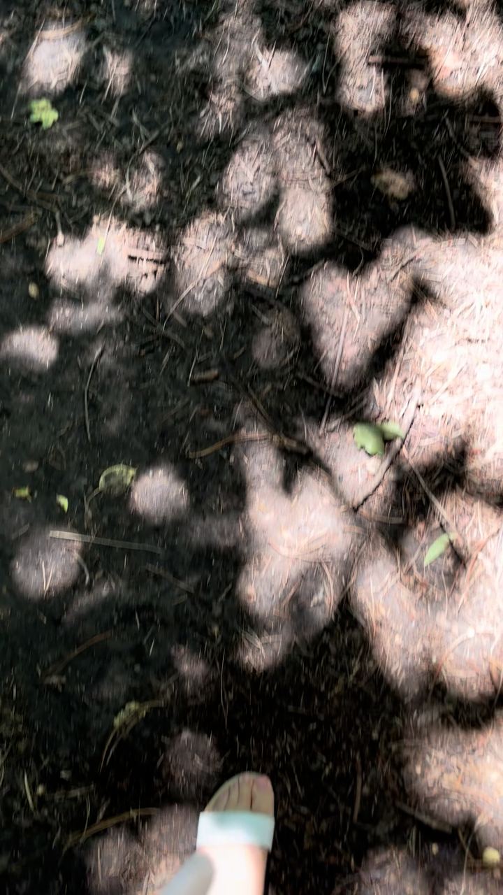 Video portofoliu