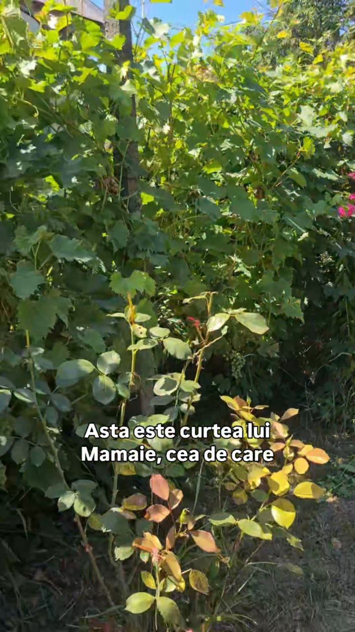 Video portofoliu