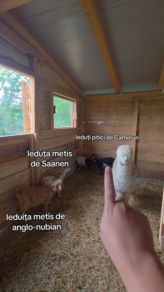 Video portofoliu