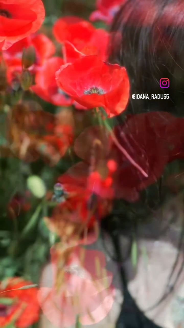 Video portofoliu
