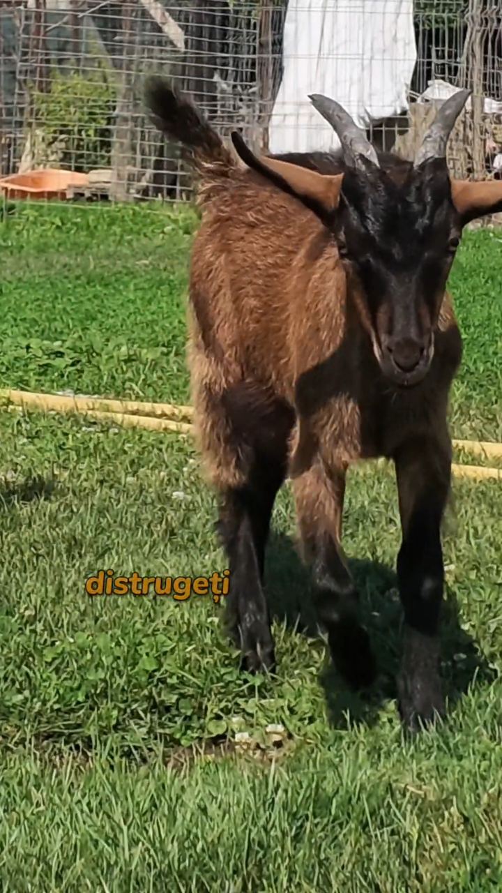 Video portofoliu