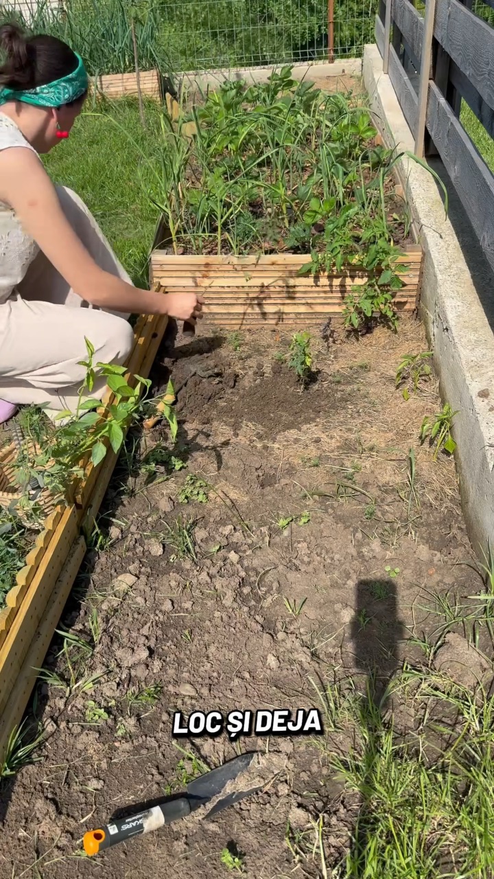 Video portofoliu